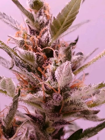 fruity pebbles, cap junky — grow_setup, day 2