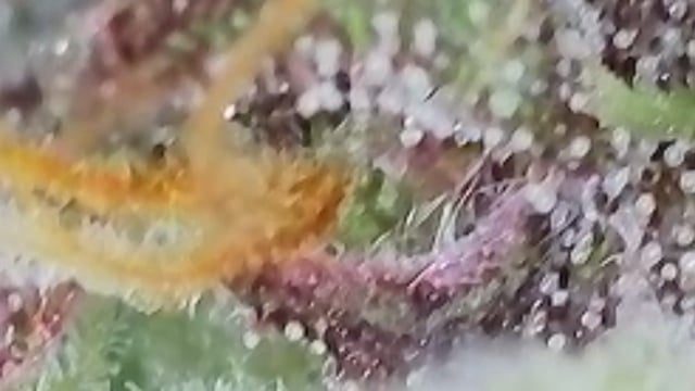 Lsd25, Dosido,GDP All Autos. — grow_setup, day 58