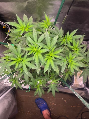 Looking for advice! — flower, day 51
