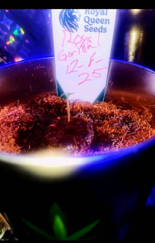 Royal Gorilla — seedling_rooting, day 1