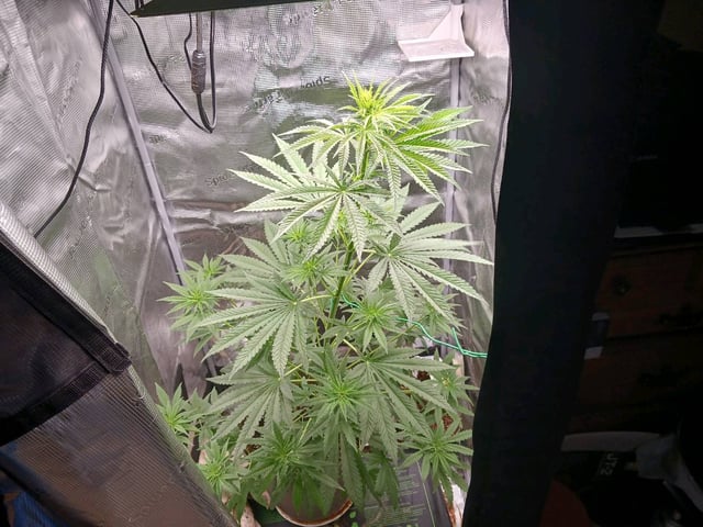 4th grow  — germination, day 167