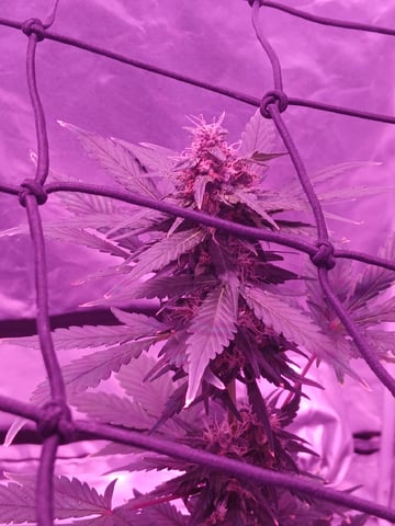 CountryG  — seedling_rooting, day 53