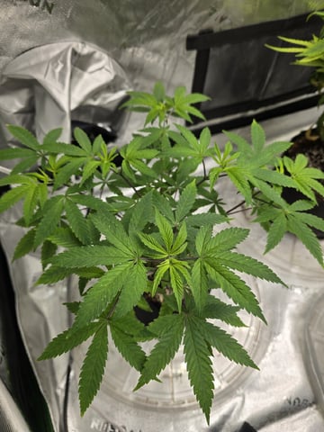 Oceanz 16 — vegetative, day 48