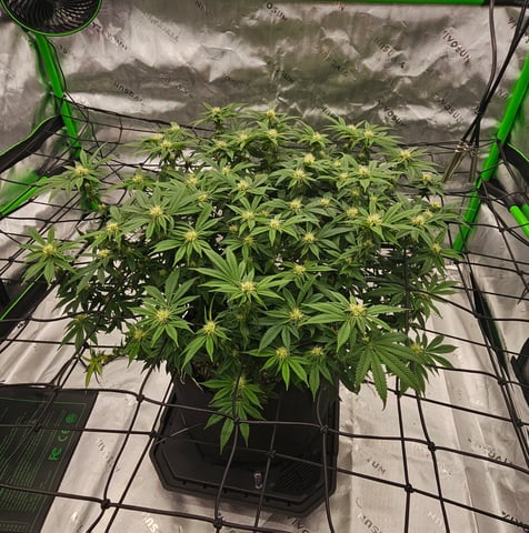 first grow — flower, day 82