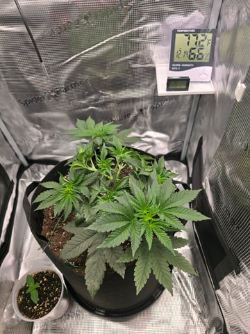 Northern lights #10 (Alaska) — vegetative, day 25