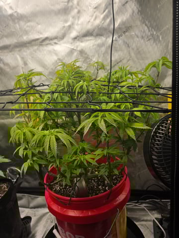 First Grow — vegetative, day 24