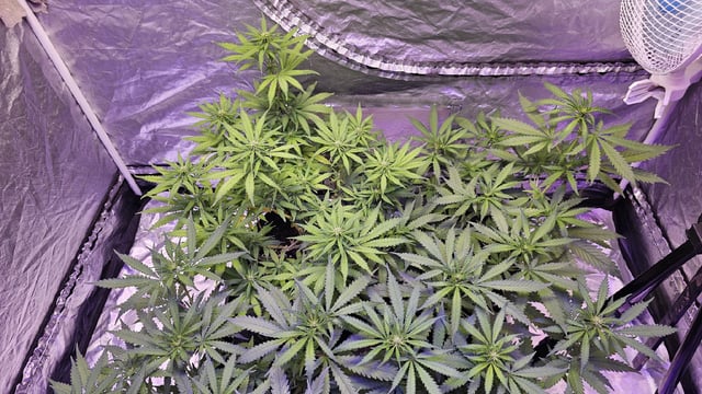 Amnesia Haze Run — flower, day 44