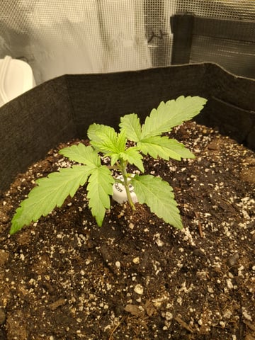 first grow — vegetative, day 11
