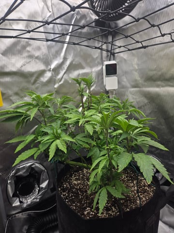 First Grow — vegetative, day 24