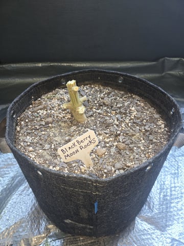 4 strains in 1 tent