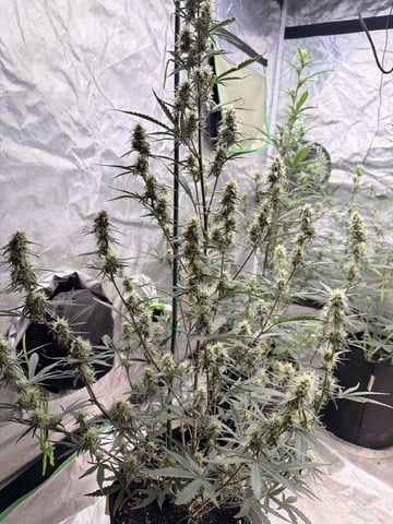 4’x8’ Grow1 — vegetative, day 57