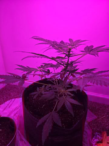 First Grow — flower, day 34