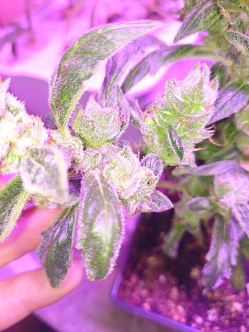 your a man now Doofy  — auto, day 1