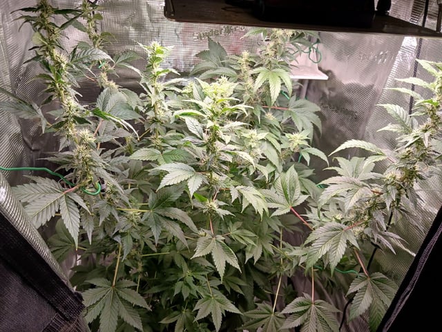 Gorilla Sherbert Feminized From Blimburn Seeds  — flower, day 84