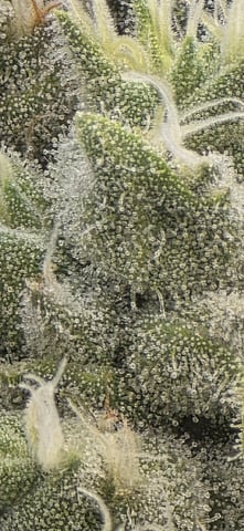 strawberry guava bx — flower, day 12