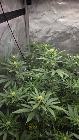 ethos genetics  — flower, day 76