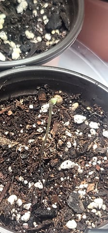 Poison Rainbows — seedling_rooting, day 8