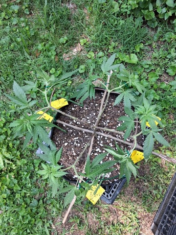 My First Grow — vegetative, day 93