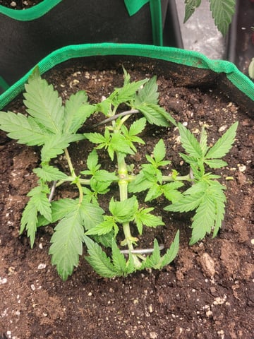 chemdog  — vegetative, day 1
