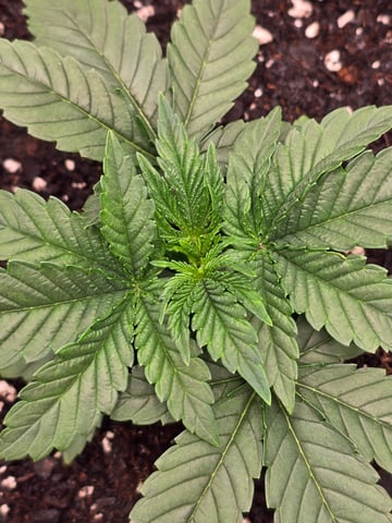 Northern lights #10 (Alaska) — vegetative, day 15