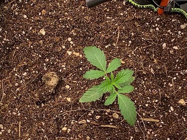 Six  — vegetative, day 20