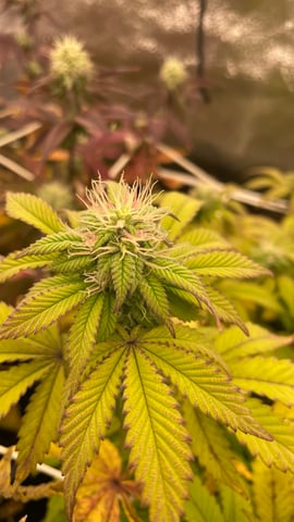 ❄️💚❄️WinterGrow❄️💚❄️ — flower, day 96