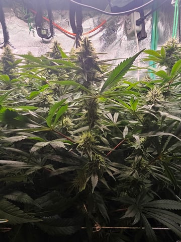 scrog from cut.  — flower, day 58