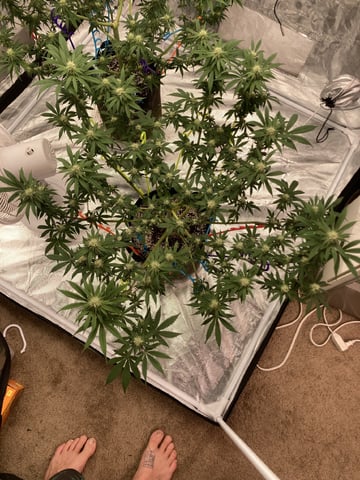 Planet Berry 7skunksgenetics  — grow_setup, day 23