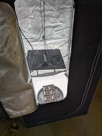 Grow Tent Starts — germination, day 3