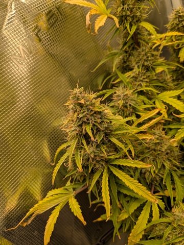 first grow — flower, day 72