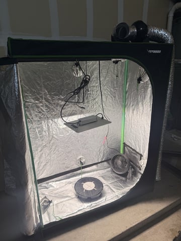 Gorilla Runtz — grow_setup, day 1