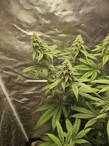 Jenny Kush photoperiod — flower, day 131