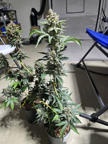 (4)autos  — harvest, day 70