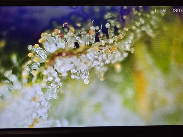 Homegrown - 🍒 🥧 & GSC Auto, 🚀 Seeds 🍌 Buttercups  — flower, day 62