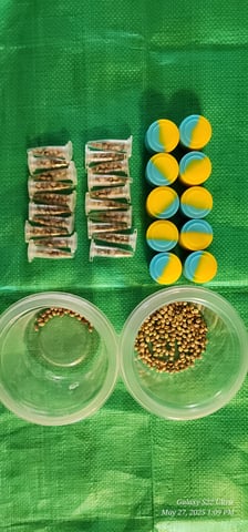 Pez Mints Breeding Session — harvest, day 47