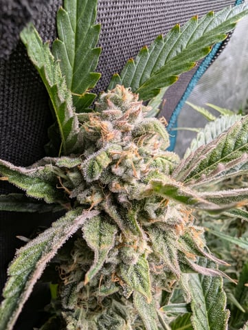 Boogie Brew + Bloom — flower, day 97