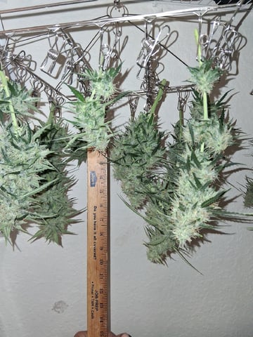 Seedman mix auto & seedman mix auto & GodFather OG — harvest, day 90