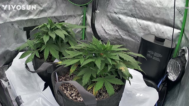 Ztrawberriez (Auto) 2026 - 1 — vegetative, day 33