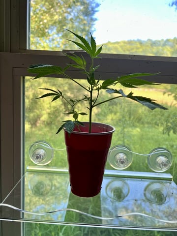 White Widow Auto — vegetative, day 22