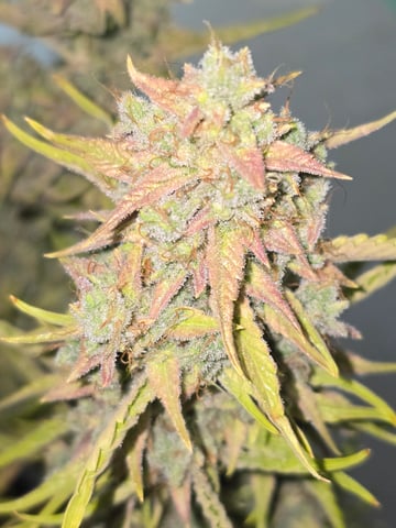 First Autoflower Indoor — flower, day 40