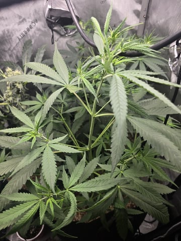 Indoor — vegetative, day 55