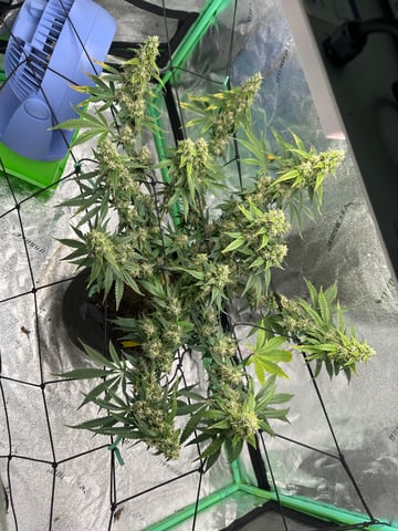 Gelly Mama and Sugar Tree — vegetative, day 57