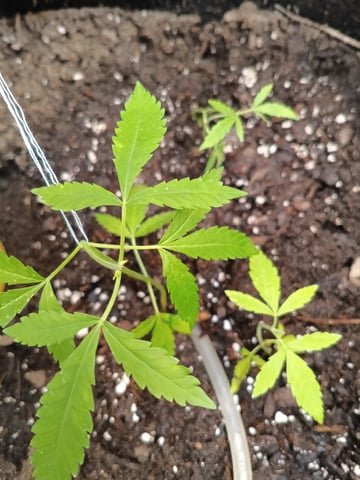 OG KUSH — vegetative, day 48