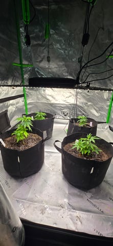 This grow may be interesting! — vegetative, day 60