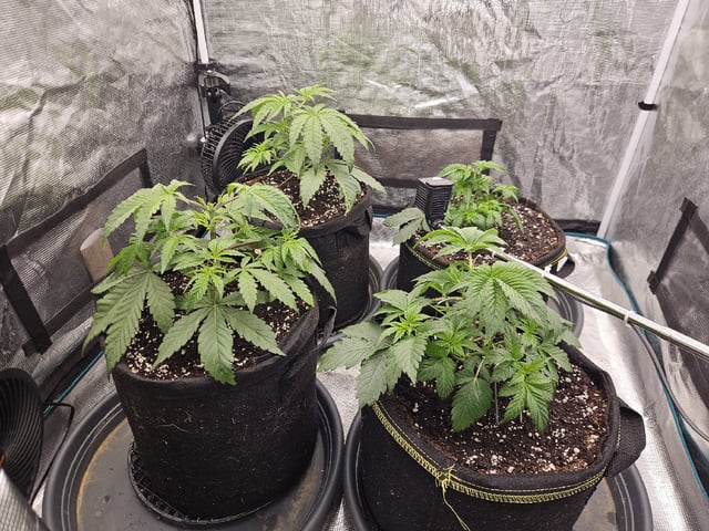 Scary Berries — vegetative, day 32