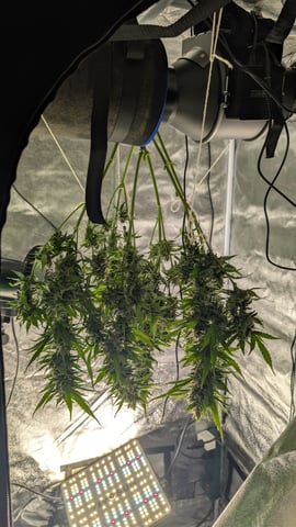 Grow 1 — harvest, day 86