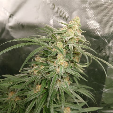 run #3 — flower, day 90