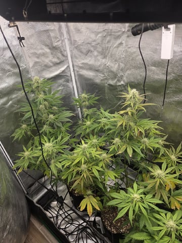 Autoflower NIGHT OWL — flower, day 5