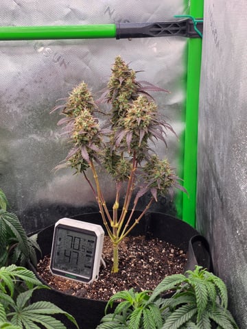 My Second Indoor — vegetative, day 91