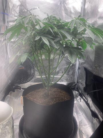Blackberry Moonrocks (First Grow) — vegetative, day 15